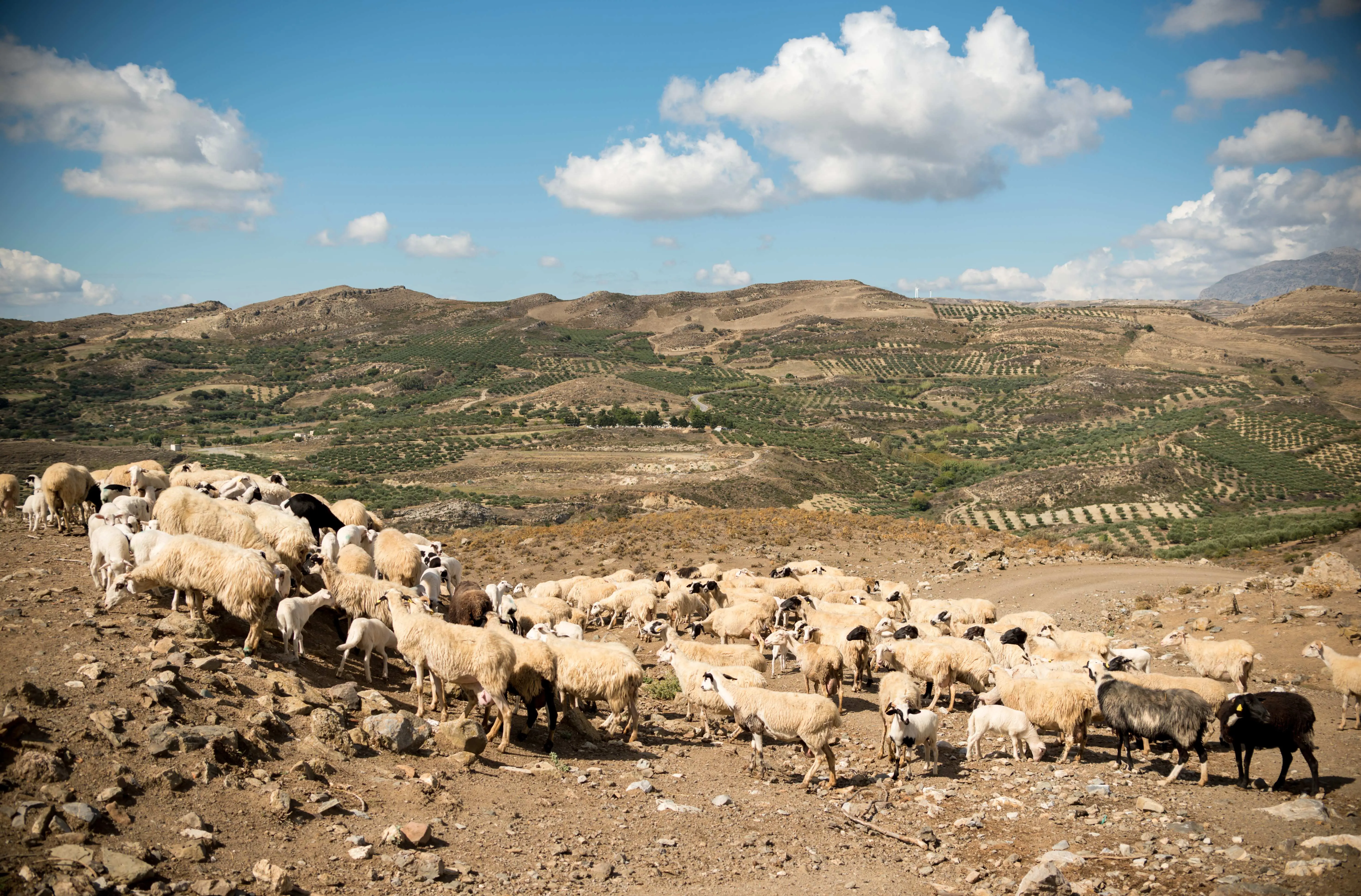 Farsaris team and livestock
