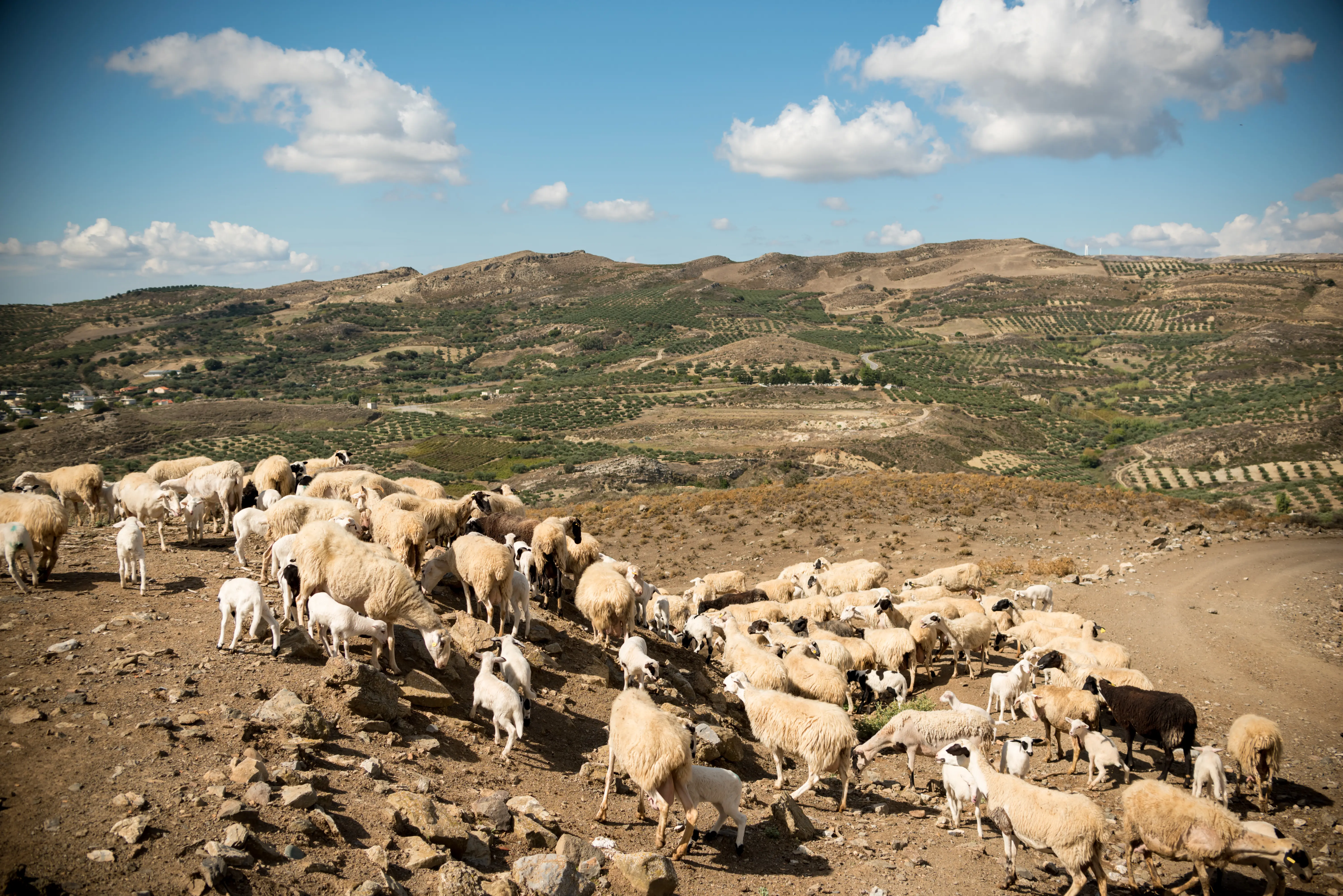 Our product categories - Farsaris S.A. premium animal feed and livestock nutrition solutions