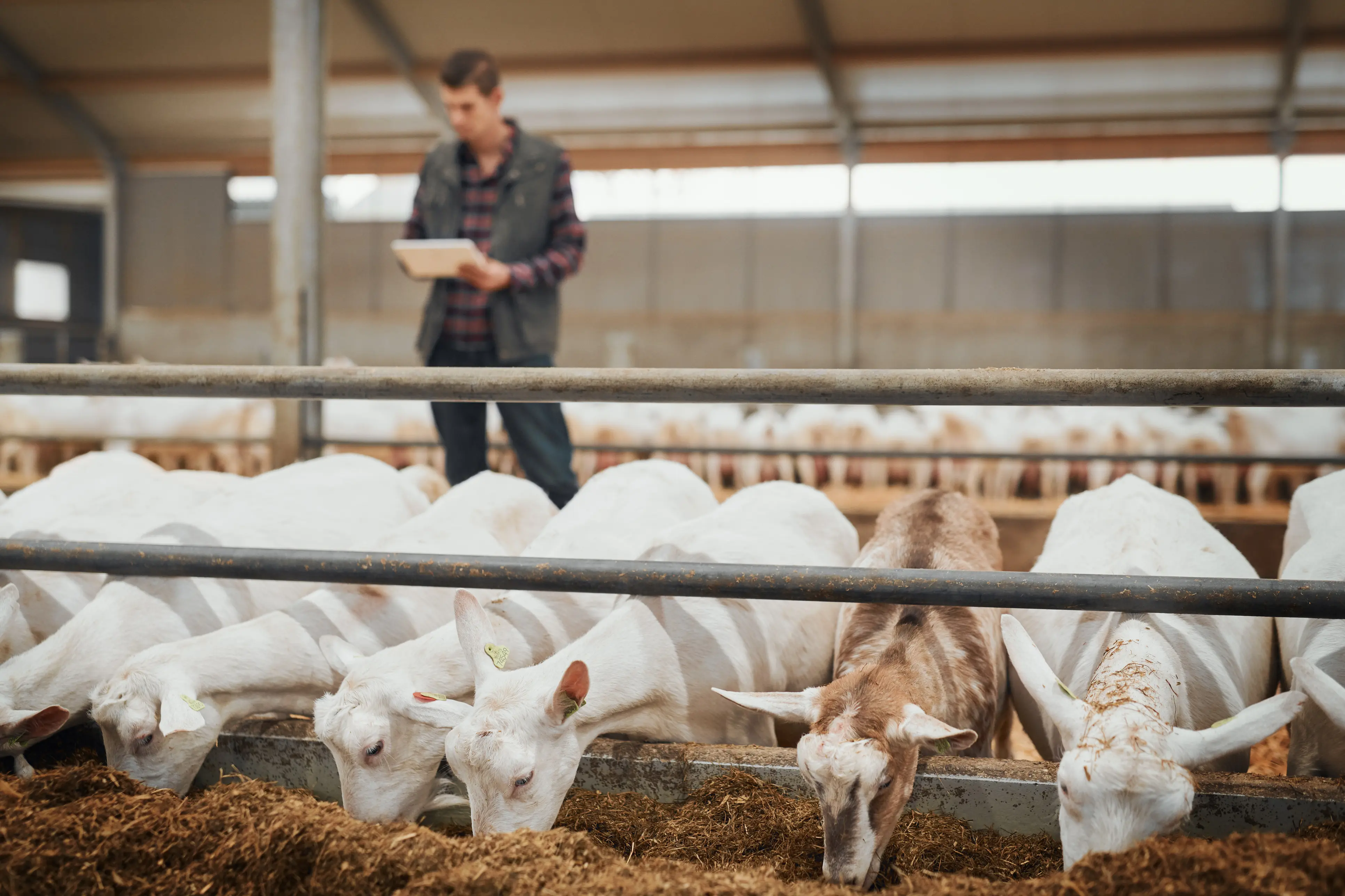 Farsaris S.A. technical support and animal feeding advice services