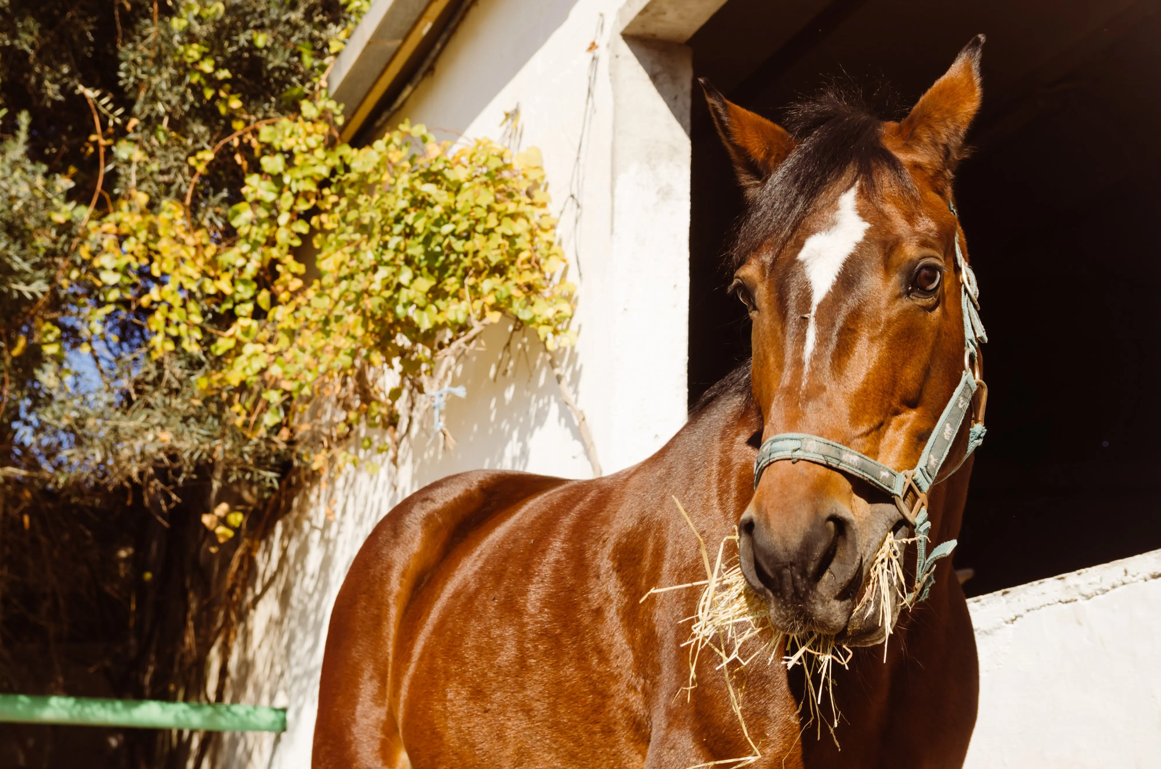 Πλήρης Ζωοτροφή Αλόγων Pellet (A-4) - Pellet feed for horses by Farsaris