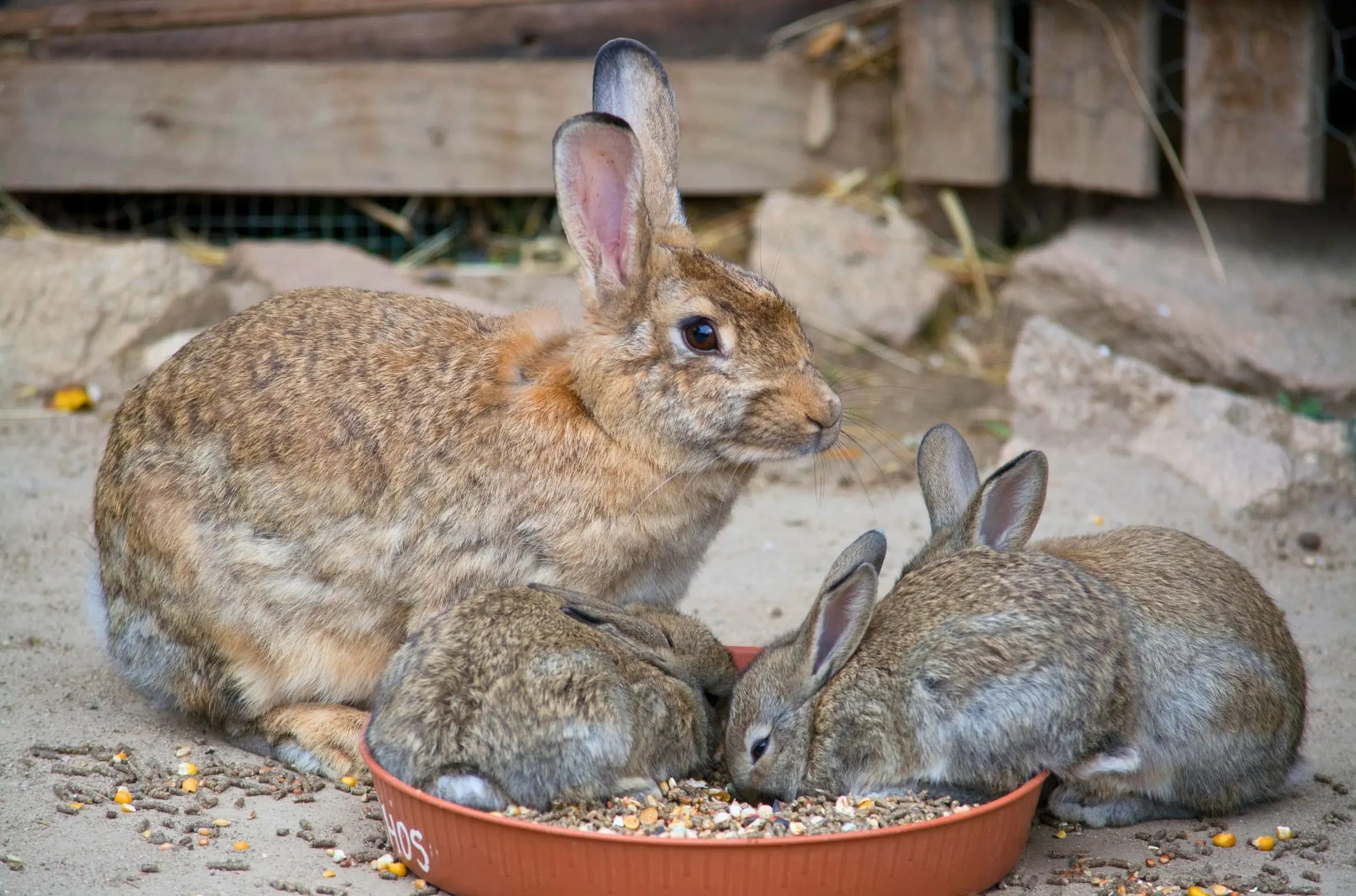 Complete Rabbit Weaning Feed Pellet (K-23) - Pellet feed for weaning by Farsaris