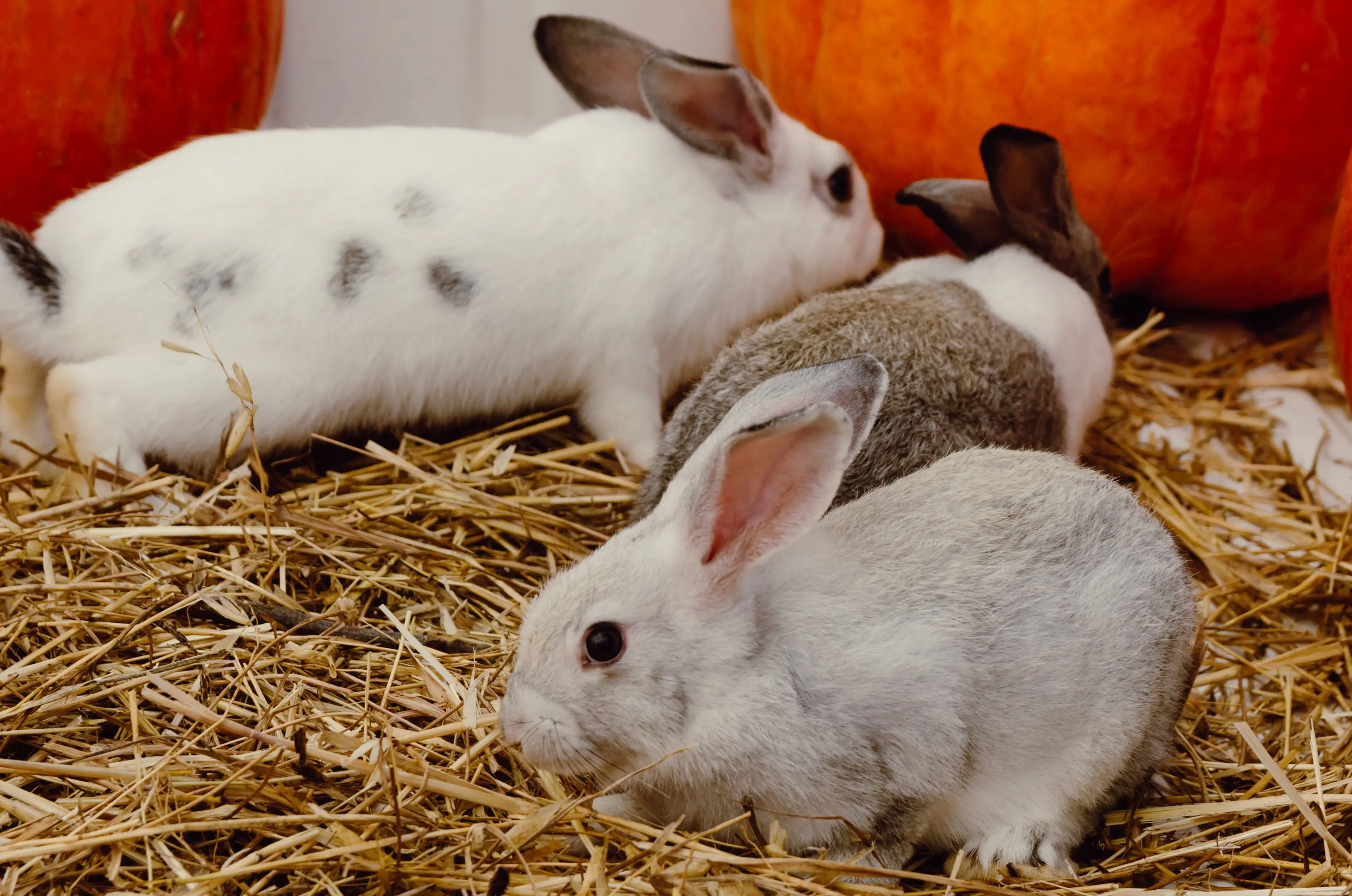 Product image: Complete Rabbit Fattening & Reproduction Feed Pellet (K-25) - A complete and balanced animal feed for rabbits of all ages, ideal for fattening and reproduction. Ensures healthy development, optimal performance and animal welfare.