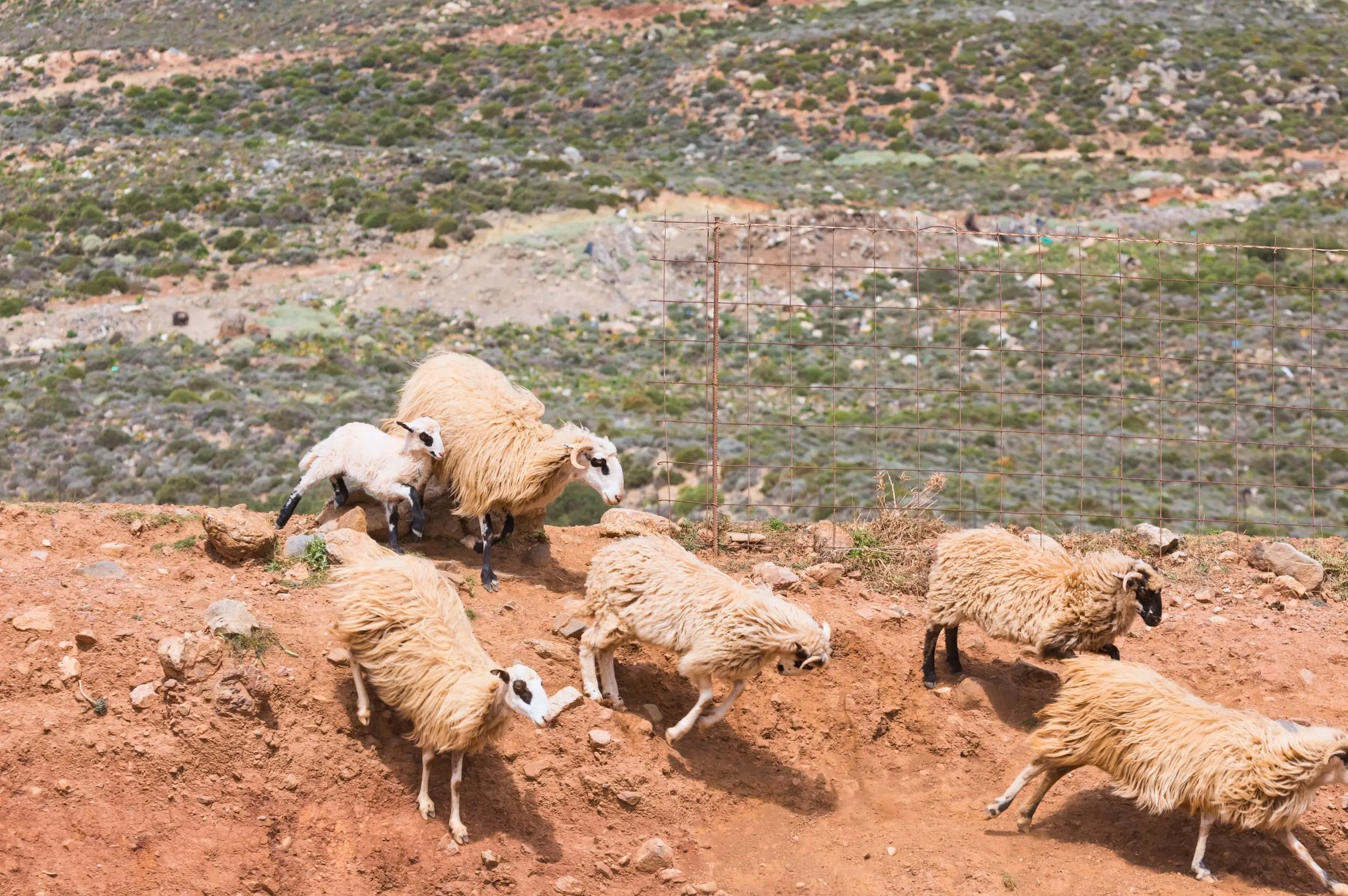 Μίγμα Αιγοπροβάτων (ΑΠ-2) - Μίγμα feed for dairy_goat_sheep by Farsaris