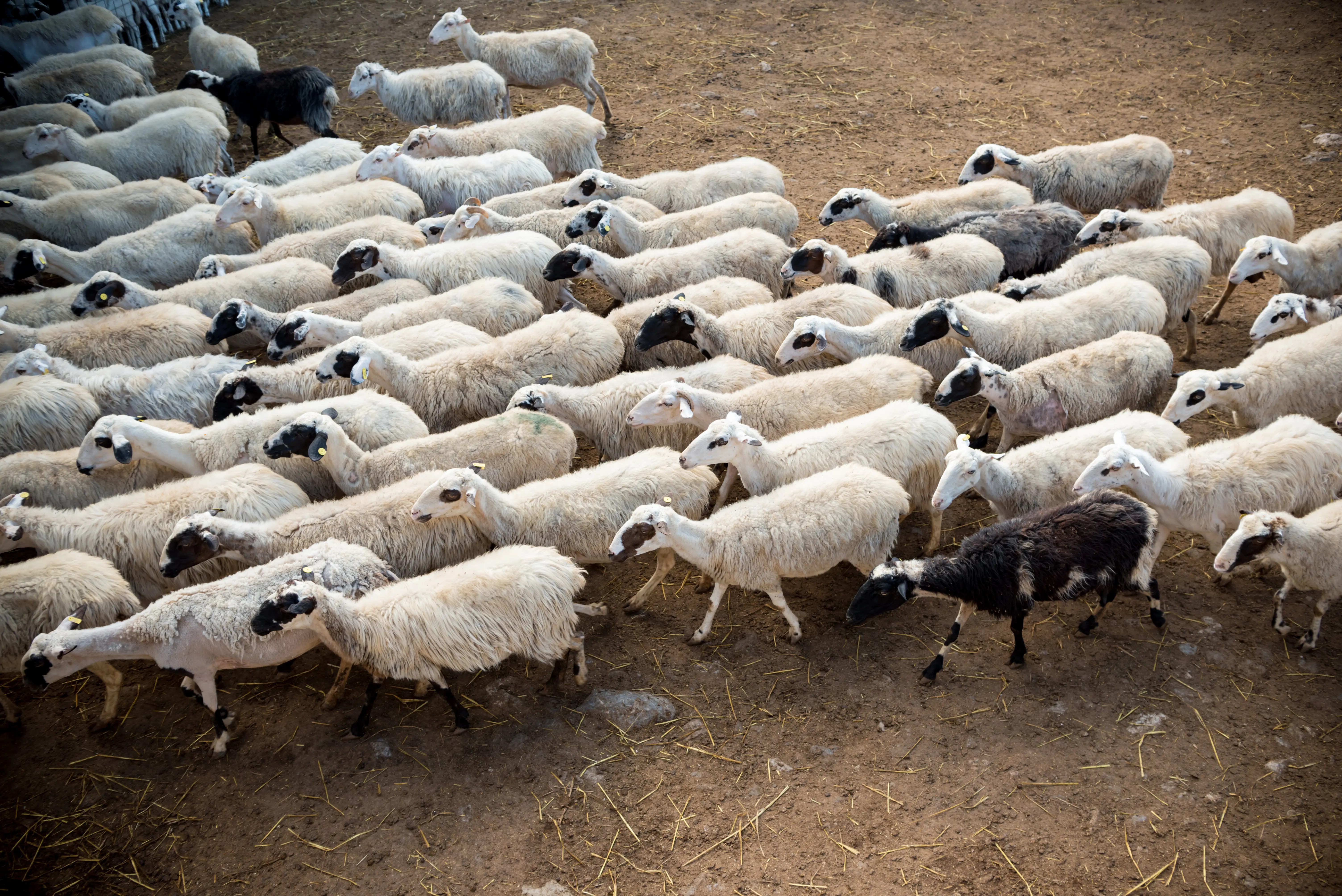 Μίγμα Συντήρησης Αιγοπροβάτων (ΑΠ-3) - Μίγμα feed for maintenance by Farsaris