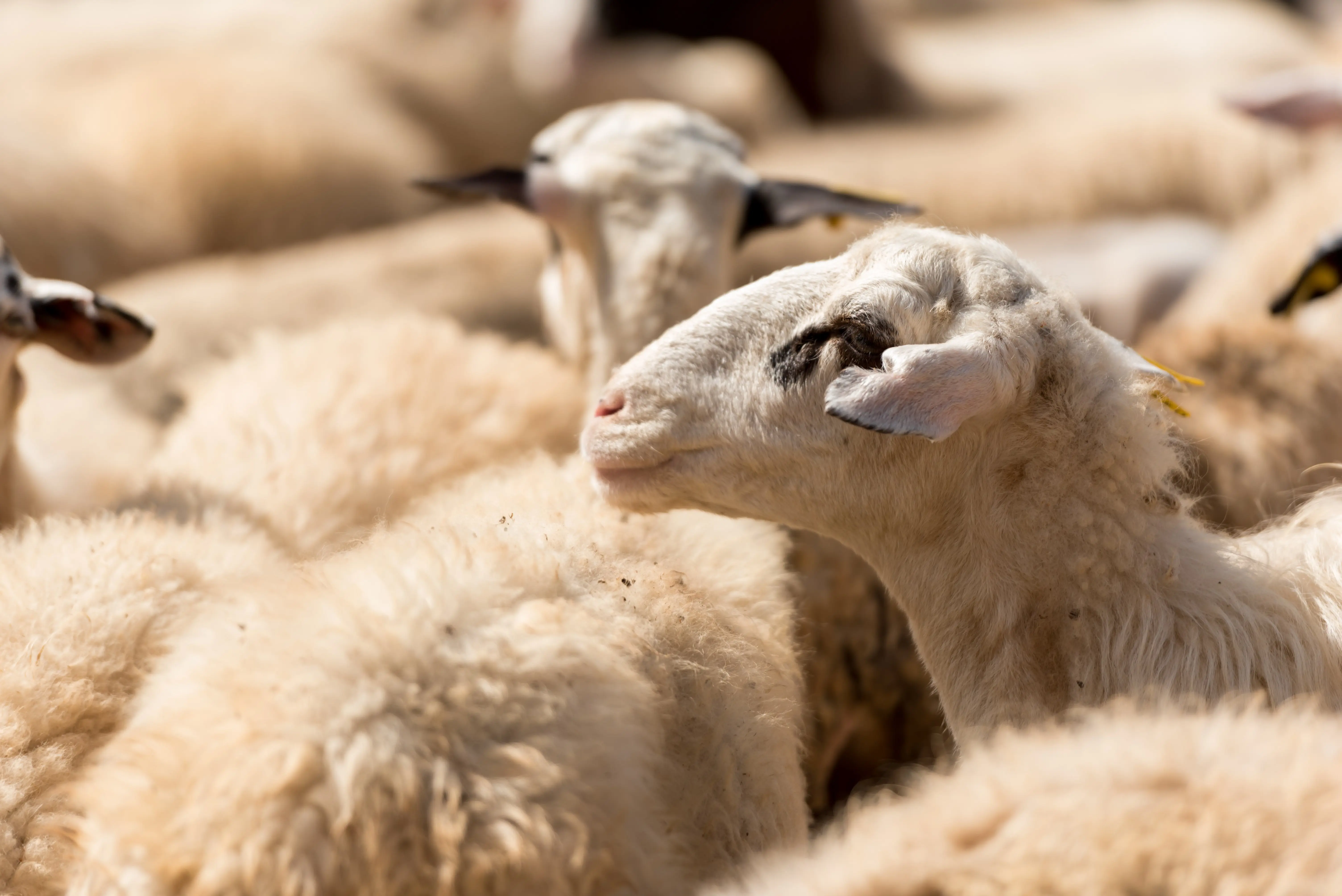 Γαλακτοπαραγωγής Αιγοπροβάτων Pellet (Π-50) - Pellet feed for dairy_goat_sheep by Farsaris